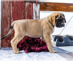 Small #4 Mastiff