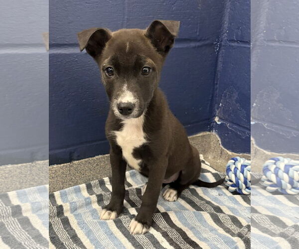 Medium Photo #1 Mutt Puppy For Sale in Sterling, MA, USA