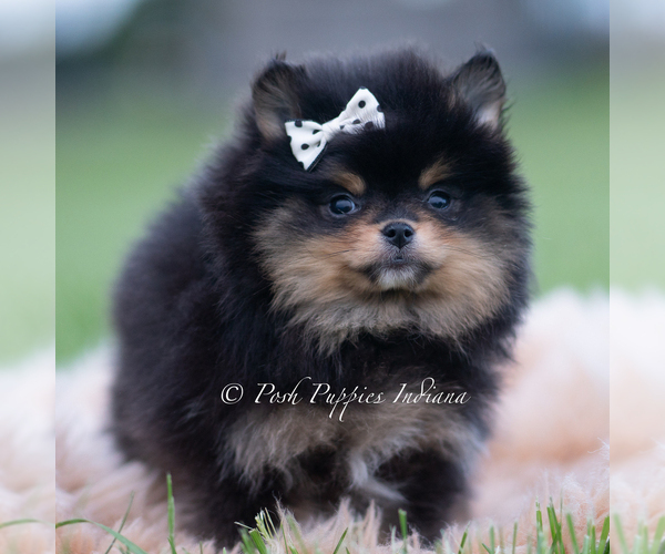Medium Photo #3 Pomeranian Puppy For Sale in WARSAW, IN, USA