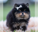 Small Photo #3 Pomeranian Puppy For Sale in WARSAW, IN, USA