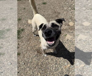 Mutt Dogs for adoption in Bemidji, MN, USA