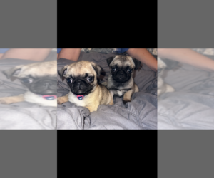 Pug Puppy for sale in LONDON, KY, USA