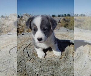 Pembroke Welsh Corgi Puppy for Sale in KEENESBURG, Colorado USA