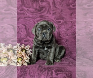 Cane Corso Puppy for sale in KIRKWOOD, PA, USA