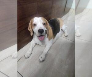 Beagle Dogs for adoption in New Delhi, NCT, India