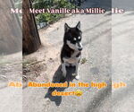 Small #2 Huskies  Mix