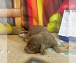 Image preview for Ad Listing. Nickname: Nutmeg