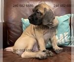 Small #2 Cane Corso