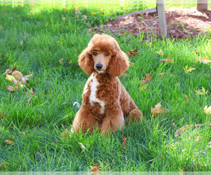 Poodle (Miniature) Puppy for sale in SYRACUSE, IN, USA