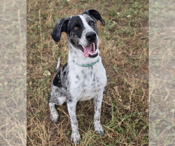 Medium Photo #2 Mutt Puppy For Sale in Lakewood, CO, USA