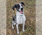 Small #1 Mutt