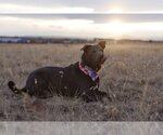 Small Photo #7 Labrador Retriever Puppy For Sale in Laramie, WY, USA