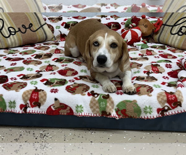 Medium Photo #2 Beagle-Unknown Mix Puppy For Sale in York, SC, USA