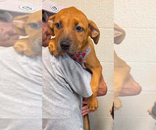 Medium Photo #2 Mutt Puppy For Sale in Abbeville, LA, USA