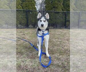 Siberian Husky Dogs for adoption in Boston, MA, USA