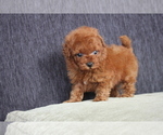 Small Photo #7 Poodle (Toy) Puppy For Sale in MIAMI, FL, USA