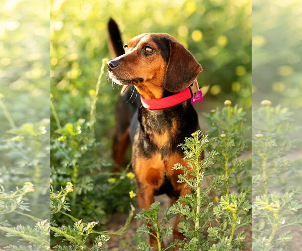 Medium Photo #5 Dachshund Puppy For Sale in Corona, CA, USA