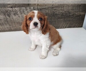 Cavalier King Charles Spaniel Puppy for sale in CLARK, MO, USA
