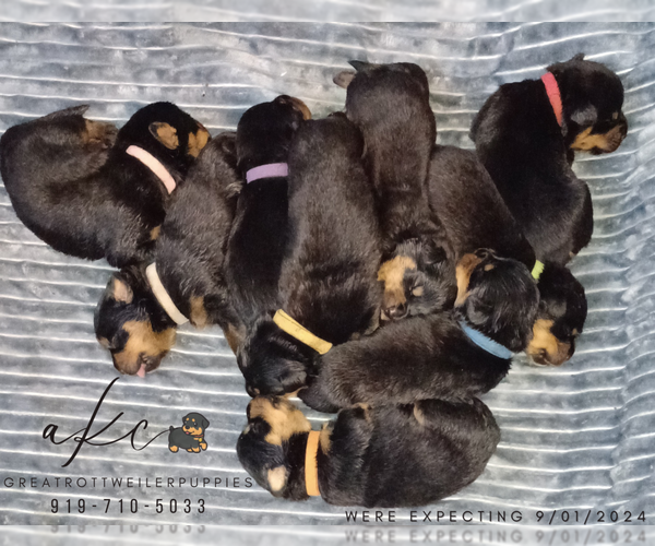 Medium Photo #9 Rottweiler Puppy For Sale in DRAPER, VA, USA