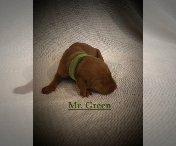 Medium Photo #5 Vizsla Puppy For Sale in NEWHALL, CA, USA