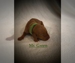 Small Photo #5 Vizsla Puppy For Sale in NEWHALL, CA, USA