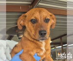 Small #1 Retriever  Mix