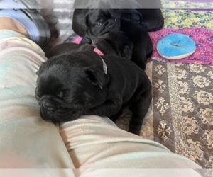 Frenchie Pug Puppy for sale in BLOOMINGTON, IL, USA