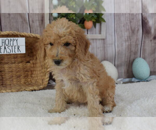 Medium Photo #5 Poodle (Miniature) Puppy For Sale in MILLER, MO, USA