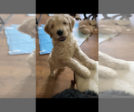 Small #1 Goldendoodle