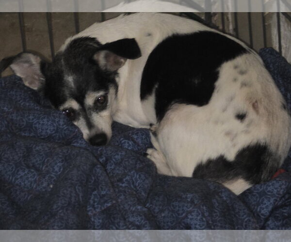 Medium Photo #2 Chihuahua-Unknown Mix Puppy For Sale in Forest, VA, USA