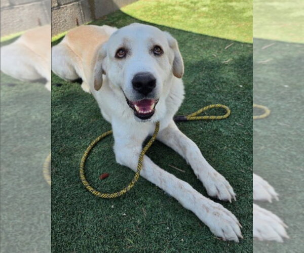 Medium Photo #7 Great Pyrenees-Unknown Mix Puppy For Sale in Lakewood, CO, USA