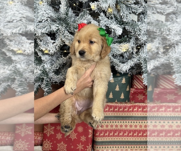 Medium Photo #9 Golden Retriever Puppy For Sale in DAVENPORT, FL, USA