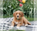 Small #1 Goldendoodle