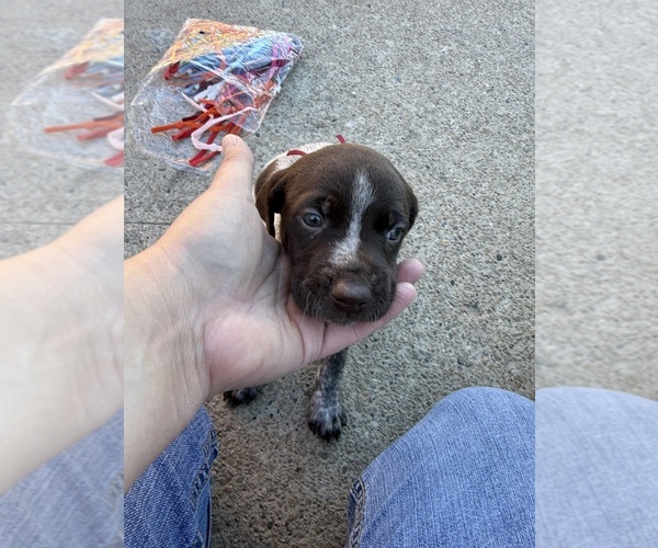 Medium Photo #1 German Wirehaired Pointer Puppy For Sale in TOOELE, UT, USA