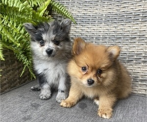 Pomeranian Puppy for sale in ARMADA, MI, USA