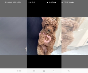 Goldendoodle (Miniature) Puppy for sale in OLATHE, CO, USA