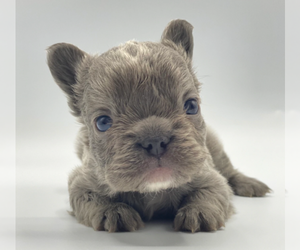 French Bulldog Puppy for sale in SARASOTA, FL, USA