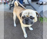 Small Pug