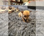 Small #7 Chihuahua