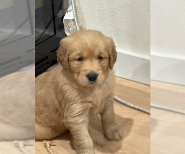 Medium Photo #1 Golden Retriever Puppy For Sale in GARDEN VALLEY, CA, USA