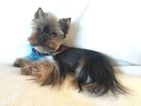 Small Photo #1 Yorkshire Terrier Puppy For Sale in CULPEPER, VA, USA