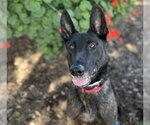 Small #2 Holland Shepherd Mix