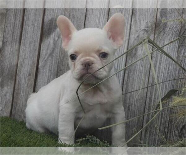 Medium Photo #2 French Bulldog Puppy For Sale in PEMBROKE PINES, FL, USA