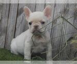 Small #1 French Bulldog