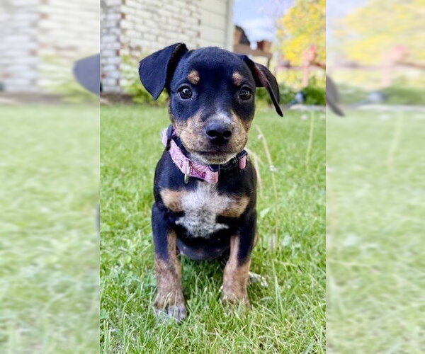 Medium Photo #2 Mutt Puppy For Sale in Genesee, WI, USA