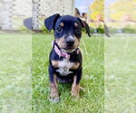 Small #1 Mutt