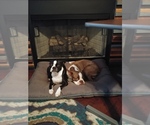 Small Photo #2 Boston Terrier Puppy For Sale in CLARKSVILLE, TN, USA