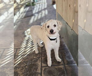 Poodle (Miniature) Dogs for adoption in Tempe , AZ, USA