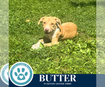 Small #1 Labrador Retriever Mix