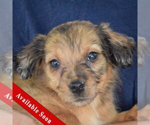Australian Shepherd-Unknown Mix Dogs for adoption in Huntley, IL, USA